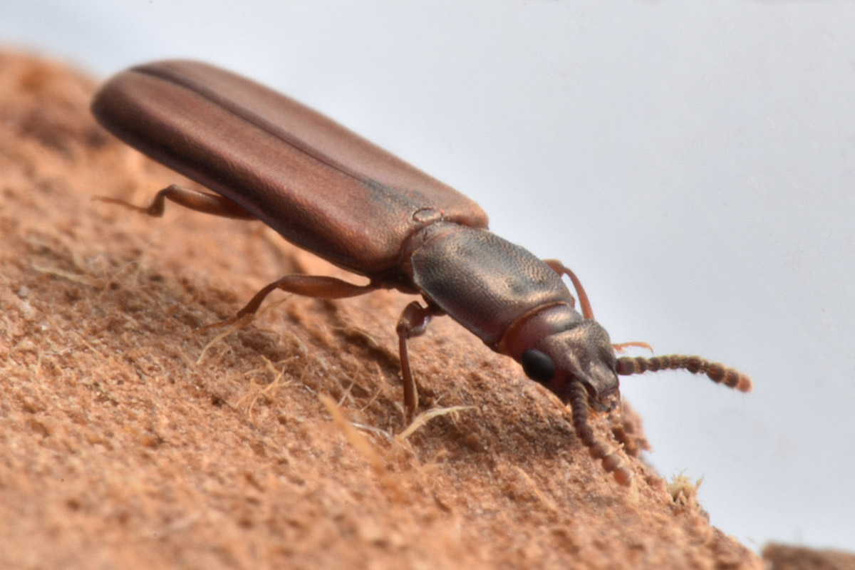 Cucujidae: Pediacus dermestoides